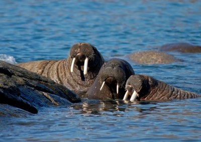 Walrus family