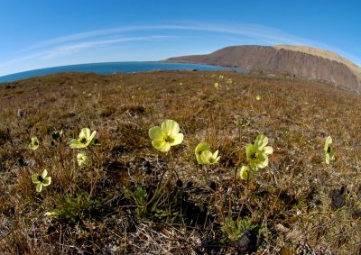 Wide view of tundra flowers