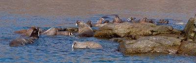 Dundas Harbour walrus