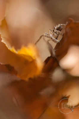 Autumn Leaves and spider