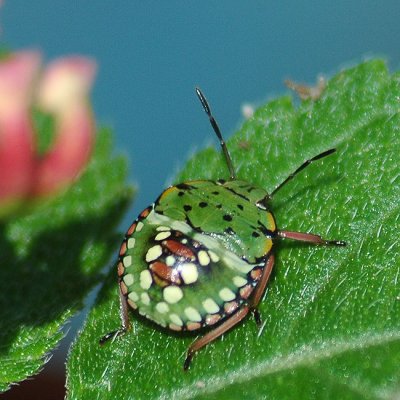 A bug