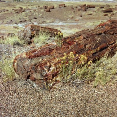 Long Logs Trail