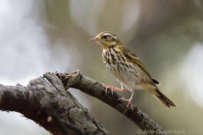 Siberische Boompieper / Olive-backed Pipit
