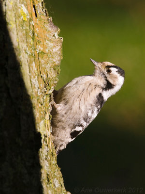 Lesser Spotted Woodpecker - Kleine Bonte Specht - Dendrocopos minor