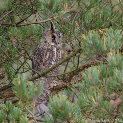 Long-eared Owl - Ransuil - Asio otus