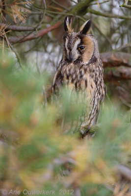 Long-eared Owl - Ransuil - Asio otus