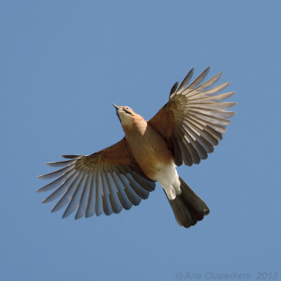 Eurasian Jay - Gaai - Garrulus glandarius