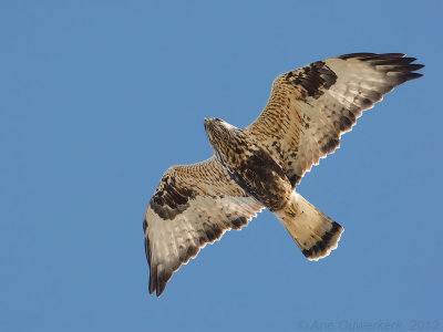 Rough-legged Buzzard - Ruigpootbuizerd - Buteo lagopus