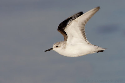 Sanderling - Drieteenstrandloper - Calidris alba