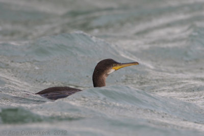 European Shag - Kuifaalscholver - Phalacrocorax aristotelis