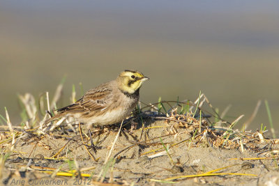 Shore (Horned) Lark - Strandleeuwerik - Eremophila alpestris