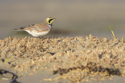 Shore (Horned) Lark - Strandleeuwerik - Eremophila alpestris