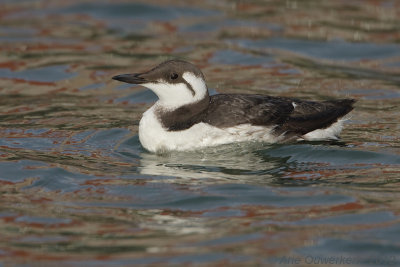 Common Murre (Guillemot) - Zeekoet - Uria aalge