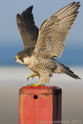 Peregrine Falcon - Slechtvalk - Falco peregrinus