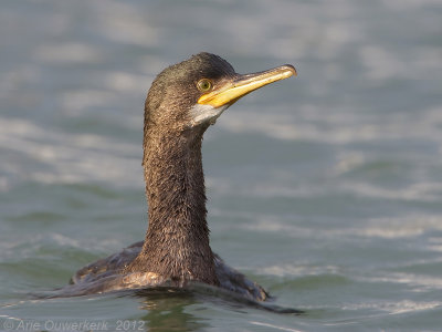 European Shag - Kuifaalscholver - Phalacrocorax aristotelis