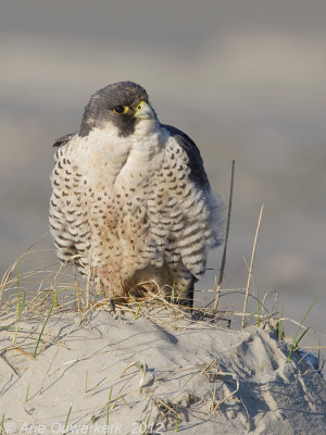 Peregrine Falcon - Slechtvalk - Falco peregrinus