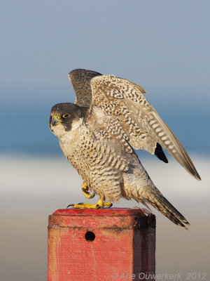 Peregrine Falcon - Slechtvalk - Falco peregrinus
