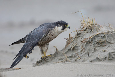 Peregrine Falcon - Slechtvalk - Falco peregrinus