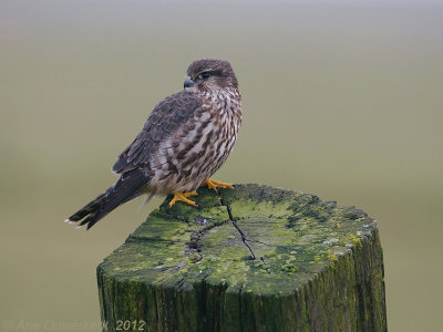 Merlin - Smelleken - Falco columbarius