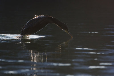 European Shag - Kuifaalscholver - Phalacrocorax aristotelis