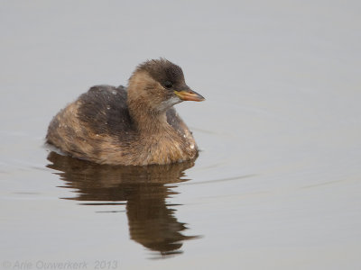 Little Grebe - Dodaars - Tachybaptus ruficollis