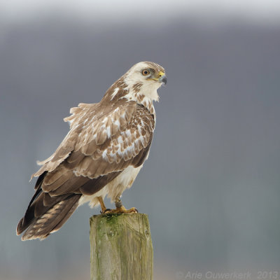 Common Buzzard - Buizerd - Buteo buteo