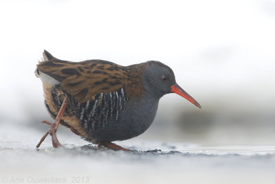 Water Rail - Waterral - Rallus aquaticus