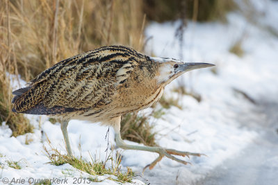 Eurasian Bittern - Roerdomp - Botaurus stellaris