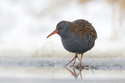 Water Rail - Waterral - Rallus aquaticus