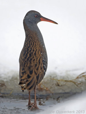 Water Rail - Waterral - Rallus aquaticus