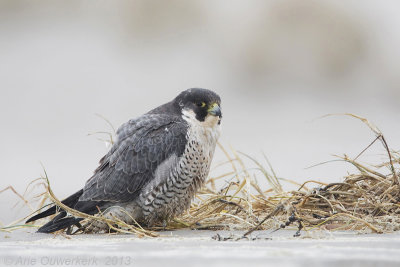 Peregrine Falcon - Slechtvalk - Falco peregrinus