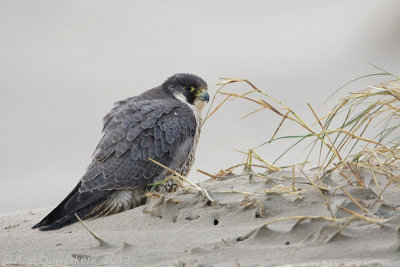 Peregrine Falcon - Slechtvalk - Falco peregrinus