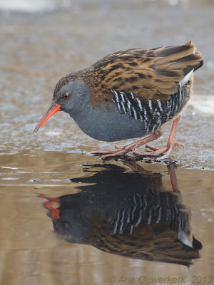 Water Rail - Waterral - Rallus aquaticus