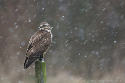 Common Buzzard - Buizerd - Buteo buteo