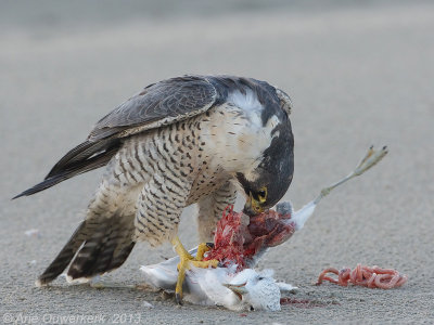 Peregrine Falcon - Slechtvalk - Falco peregrinus