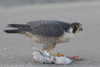 Peregrine Falcon - Slechtvalk - Falco peregrinus