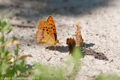 Pallas' Fritillary - Tsarenmantel - Argynnis laodice