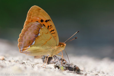 Pallas' Fritillary - Tsarenmantel - Argynnis laodice