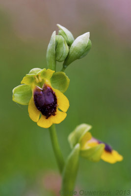 Gele Orchis - Yellow Ophrys - Ophrys lutea