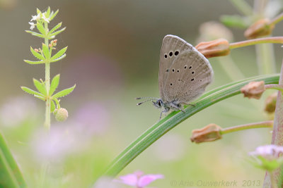 Black-Eyed Blue - Spaans Bloemenblauwtje - Glaucopsyche melanops