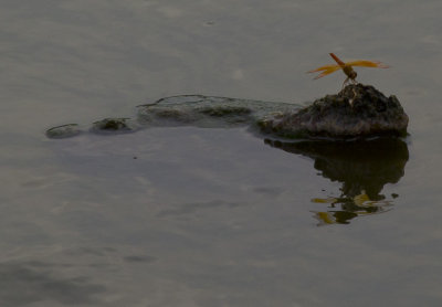 Orange Dragonfly