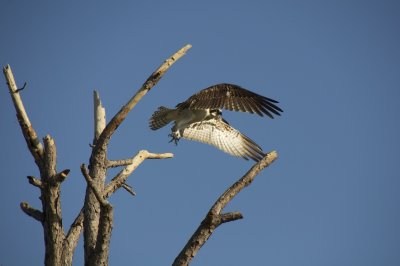 Week #4 - Osprey in flight