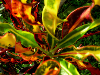 Croton