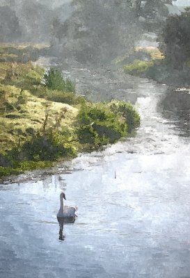 River Wey Swan