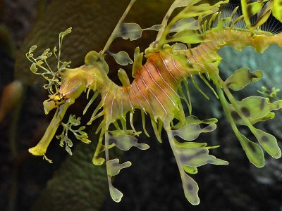 Week #4 - Leafy Sea Dragon