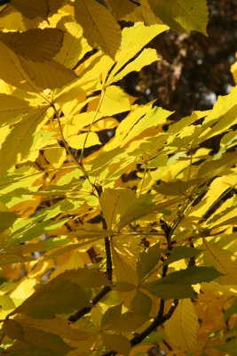 Gold leaves no 2 