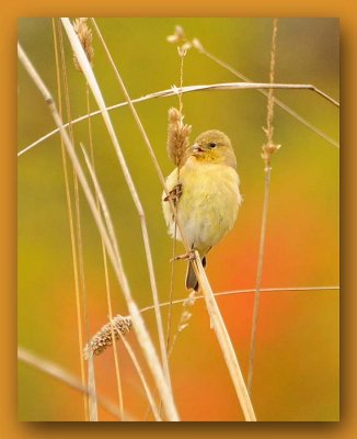 Goldfinch on a Stick