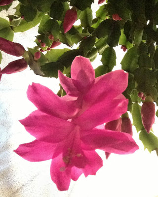 Christmas Cactus