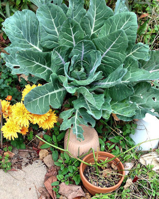 Collards