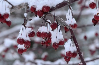 Week #4 - Snow Berries